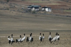 Black Necked Crane_3