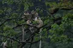 golden langur 4