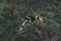 hornbill 2