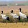 Black Necked Crane